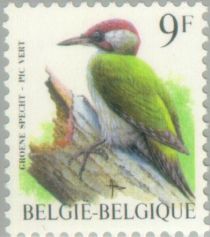 Eurasian Green Woodpecker (Picus viridis)