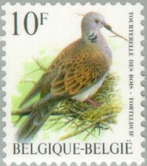 Turtle Dove (Streptopelia turtur)