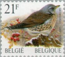 Fieldfare (Turdus pilaris)