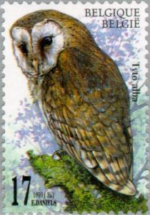 Common Barn Owl (Tyto alba)