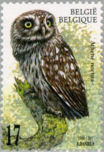 Little Owl (Athene noctua)