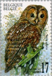 Tawny Owl (Strix aluco)