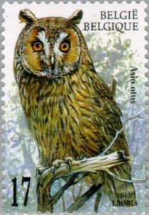 Long-eared Owl (Asio otus)