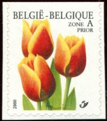 Tulip Triumph "Kees Nelis" Selfadhesive Top imperforate