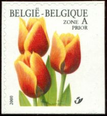 Tulip Triumph "Kees Nelis" Selfadh. Right+Bott imperf.