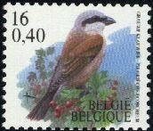 Red-backed Shrike (Lanius collurio)