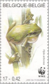 European Tree Frog (Hyla arborea)