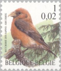 Red Crossbill (Loxia curvirostra)