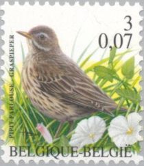 Meadow Pipit (Anthus pratensis)