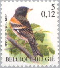 Brambling (Fringilla montifringilla)