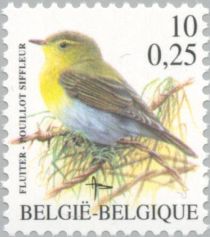 Wood Warbler (Phylloscopus sibilatrix)