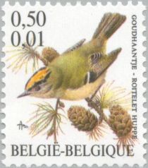 Goldcrest (Regulus regulus)