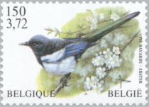 Eurasian Magpie (Pica pica)