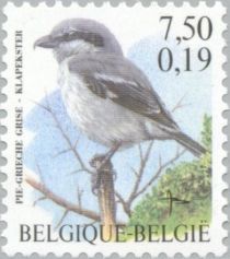 Great Grey Shrike (Lanius excubitor)