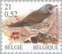 Fieldfare (Turdus pilaris)