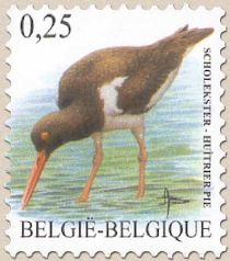 Eurasian Oystercatcher (Haematopus ostralegus)