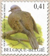 Eurasian Collared Dove (Streptopelia decaocto)