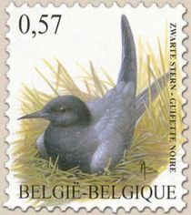 Black Tern (Chlidonias niger)