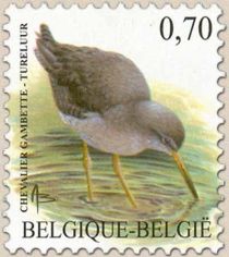 Common Redshank (Tringa totanus)