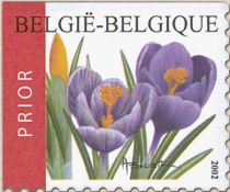 Flowers- Crocus vernus - left & top imperf