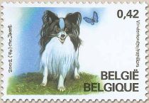 Papillion Dog (Canis lupus familiaris)