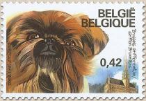 Brussels Griffon (Canis lupus familiaris)