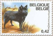 Schipperke (Canis lupus familiaris)