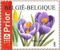 Flowers - Crocus vernus