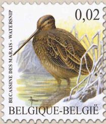 Common Snipe (Gallinago gallinago)