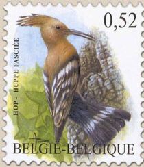 Eurasian Hoopoe (Upupa epops)