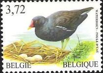 Eurasian Moorhen (Gallinula chloropus)