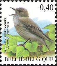 Spotted Flycatcher (Muscicapa striata)