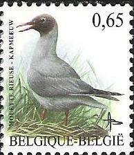 Black-headed Gull (Larus ridibundus)