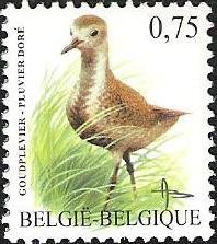 European Golden Plover (Pluvialis apricaria)