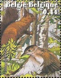 Red Squirrel (Sciurus vulgaris), Eurasian Blackcap (Sylvia a