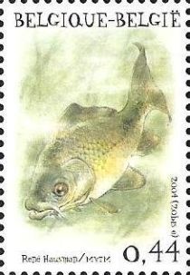 Common Carp (Cyprinus carpio)