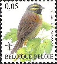 Cirl Bunting (Emberiza cirlus)