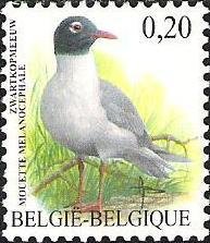 Mediterranean Gull (Larus melanocephalus)