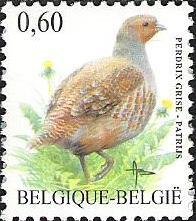 Gray Partridge (Perdix perdix)