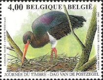 Black Stork (Ciconia nigra)