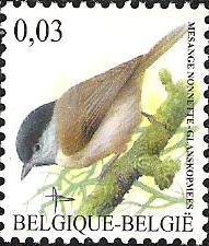 Marsh Tit (Poecile palustris)