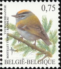 Common Firecrest (Regulus ignicapillus)