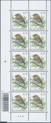 Common Firecrest (Regulus ignicapillus)