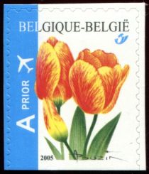 Tulip Darwin Self-adhesive - bottom imperf