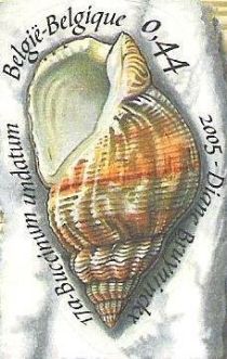 Common Whelk (Buccinum undatum)