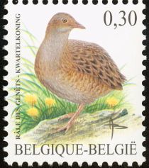 Corn Crake (Crex crex)