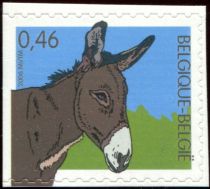 Donkey (Equus asinus asinus)