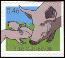 Domestic Pig (Sus scrofa domestica)