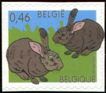 Domestic Rabbit (Oryctolagus cuniculus domesticus)