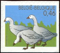 Domestic Goose (Anser anser domestica)